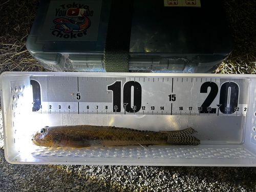 マハゼの釣果