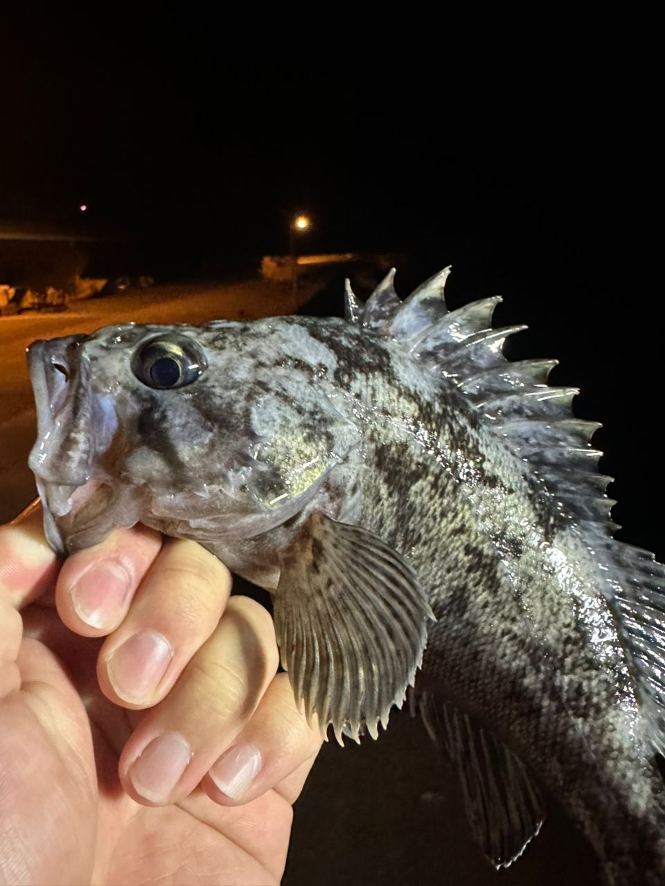 APIA グランデージ ライト 64の最安値・インプレ・釣果 | 本音の口コミ