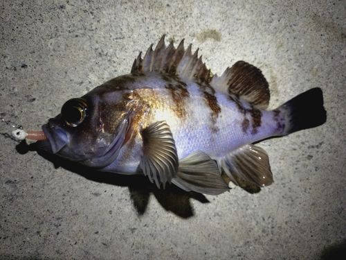 シロメバルの釣果