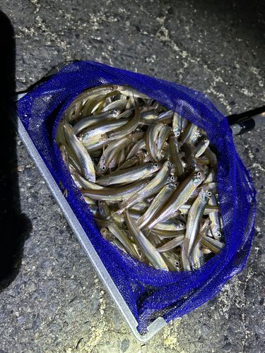 ワカサギの釣果