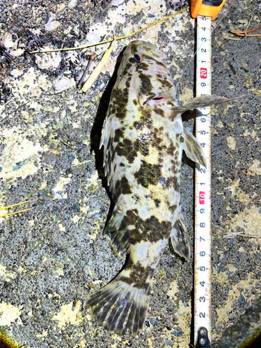 タケノコメバルの釣果