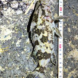 タケノコメバル