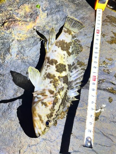 タケノコメバルの釣果