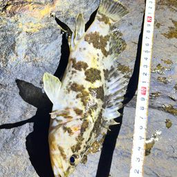 タケノコメバル