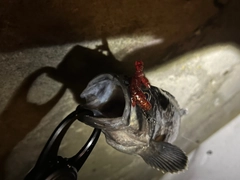 クロソイの釣果