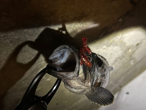 三陸海岸（青森）