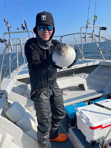 トラフグの釣果