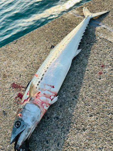 サワラの釣果