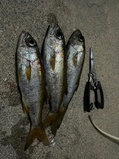 ムツの釣果