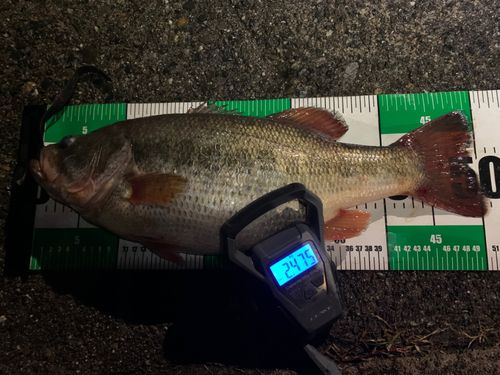 ブラックバスの釣果