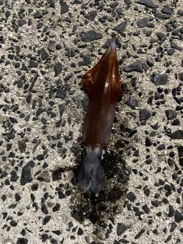 ヤリイカの釣果