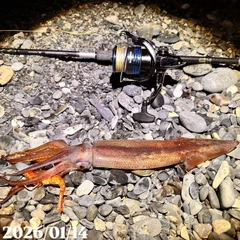 ヤリイカの釣果