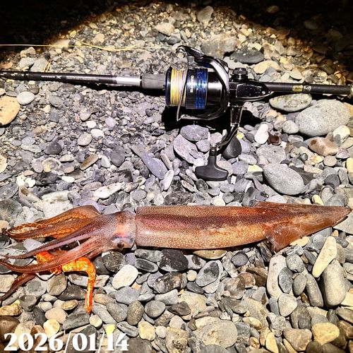 ヤリイカの釣果