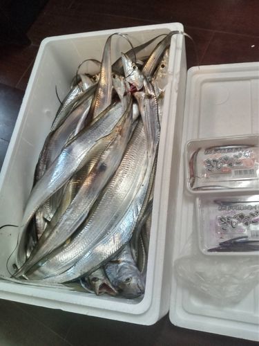 タチウオの釣果