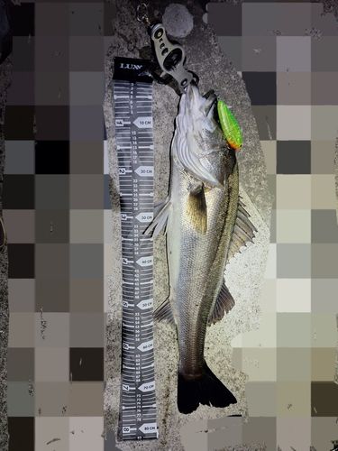 シーバスの釣果