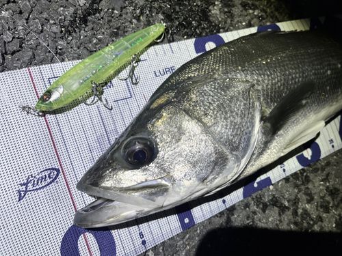 シーバスの釣果