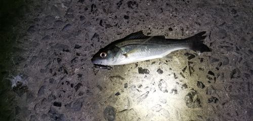 詫間町ゴマジリ