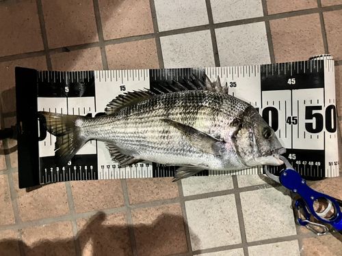 クロダイの釣果