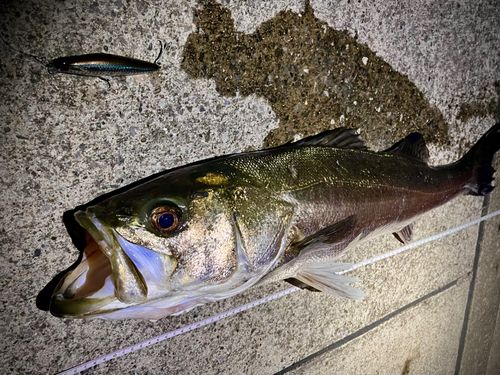 シーバスの釣果