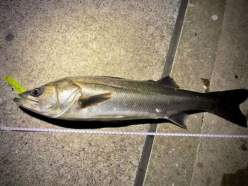 シーバスの釣果