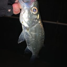 セイゴ（ヒラスズキ）