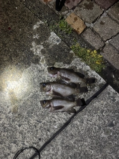 クロメバルの釣果