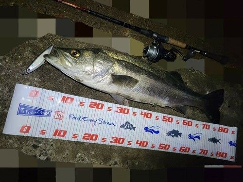 シーバスの釣果