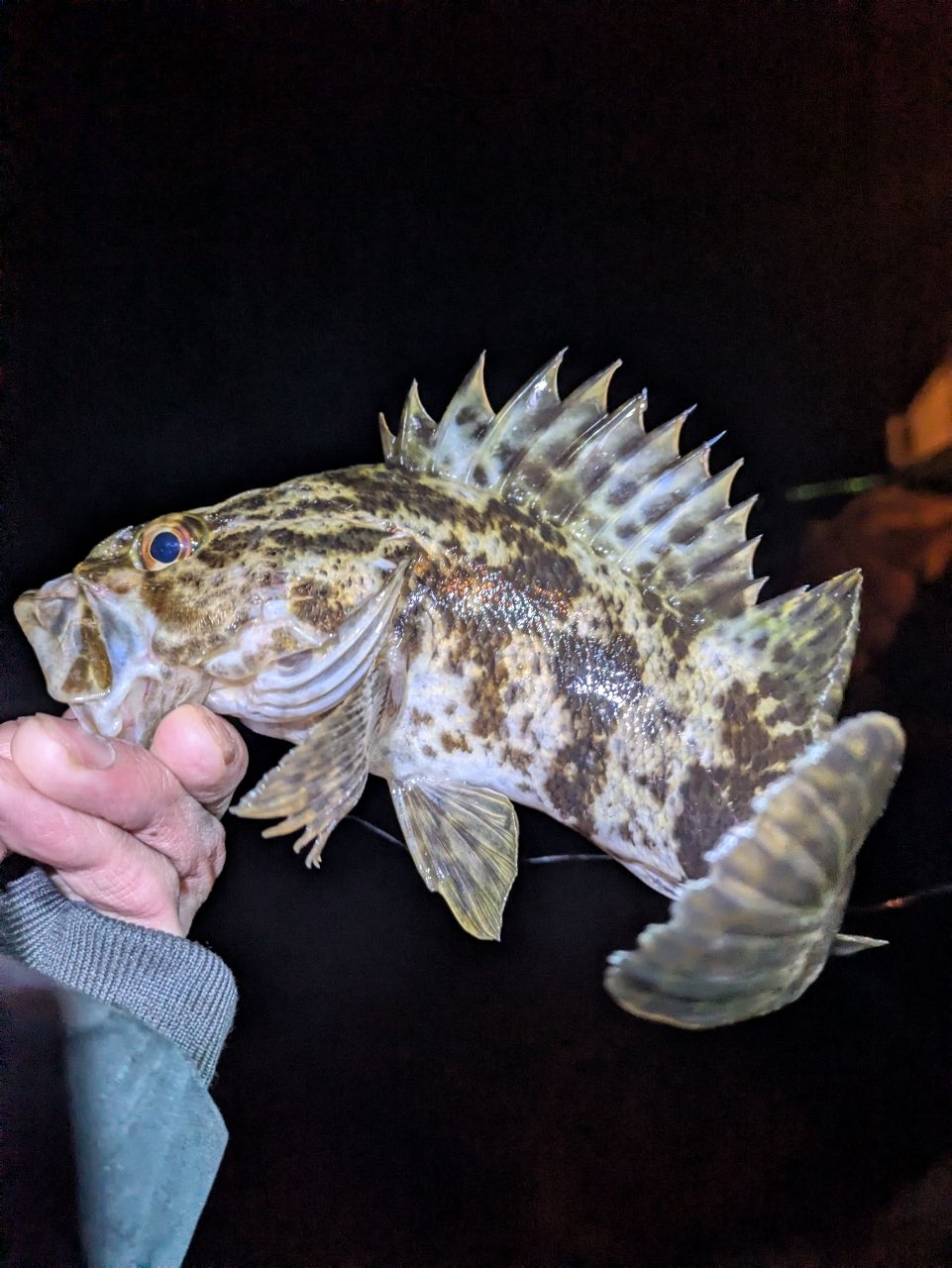 タケノコメバル