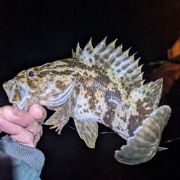 タケノコメバル