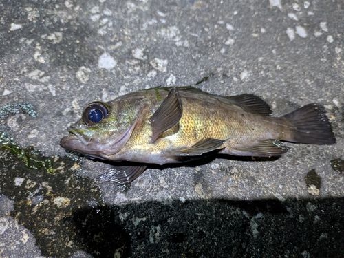 アオメバルの釣果