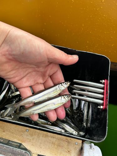 ワカサギの釣果