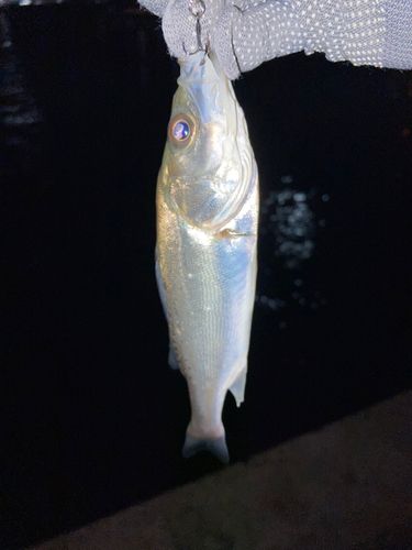 セイゴ（マルスズキ）の釣果