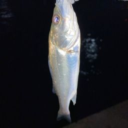 セイゴ（マルスズキ）