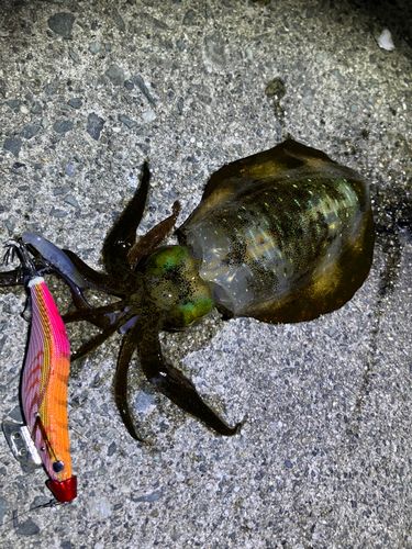 アオリイカの釣果