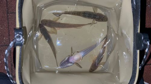 豊洲ぐるり公園