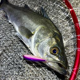 フッコ（マルスズキ）