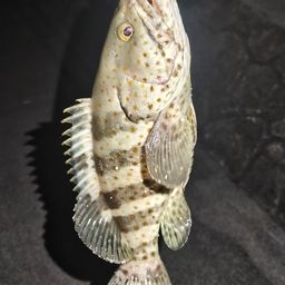 チャイロマルハタ