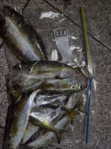 アジの釣果