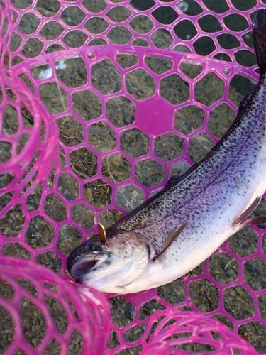 ニジマスの釣果