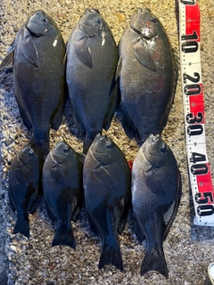 クチブトグレの釣果