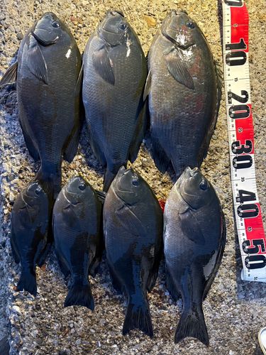 クチブトグレの釣果