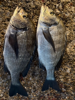 クロダイの釣果
