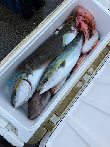 ホウボウの釣果