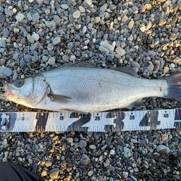 セイゴ（ヒラスズキ）