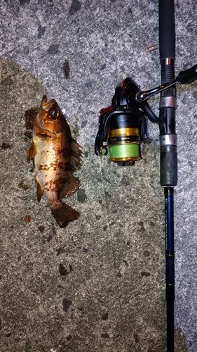 アカメバルの釣果