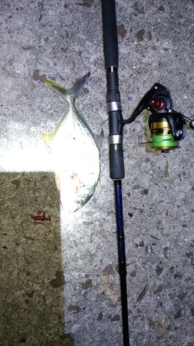 ロウニンアジの釣果