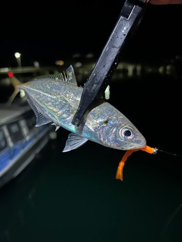 マアジの釣果