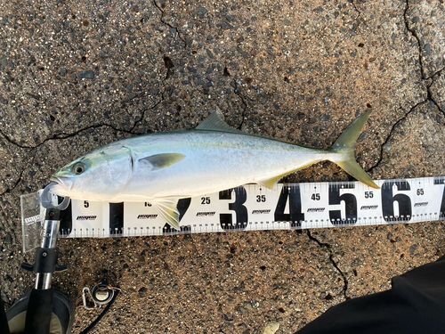 フクラギの釣果