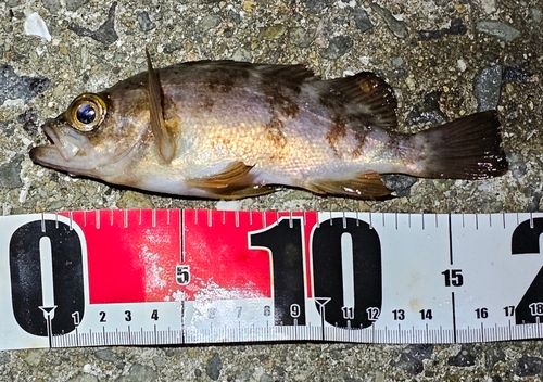 神戸空港親水護岸