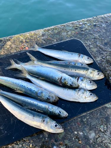 イワシの釣果